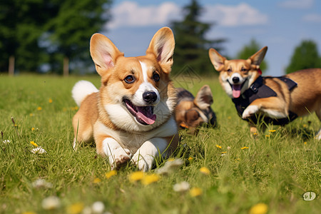 草地上欢乐奔跑的狗狗图片