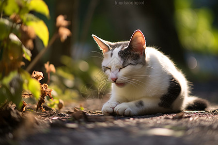 阳光下悠闲打盹的猫图片