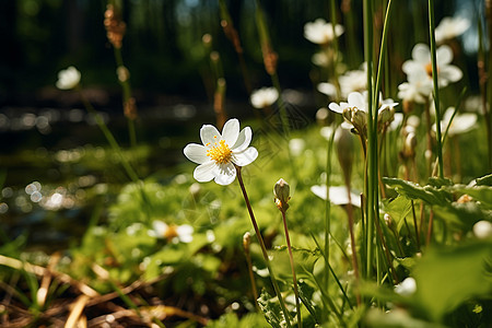 草地上的白花和植物图片