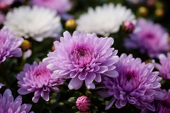 花海中的一束紫白花朵图片