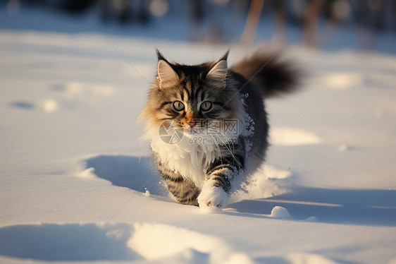 雪地里的猫咪图片