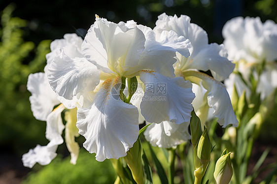 花园中的白色花朵图片