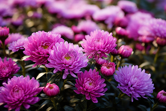 花海中的紫色繁花图片