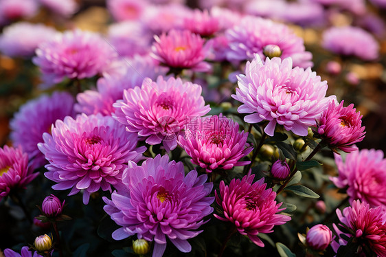 花海中的粉色花束图片