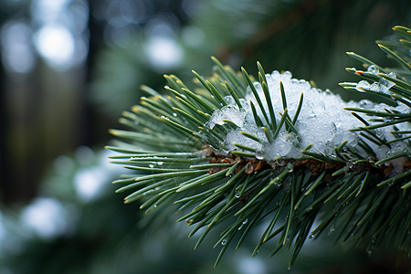 雪松树冬日被雪覆盖的松树背景
