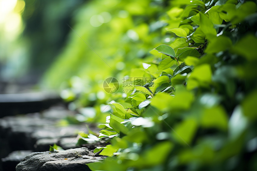 绿色生长的植物图片