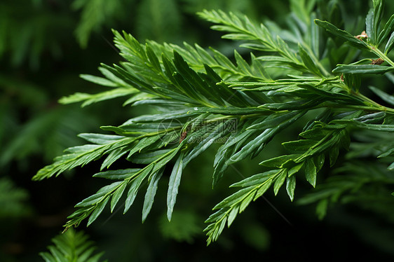 清新的植物图片