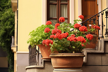 栏杆上的盆栽植物背景图片