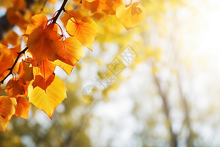 金色叶子一棵枫树背景