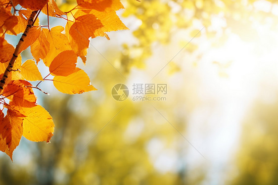 一棵有黄叶的树图片