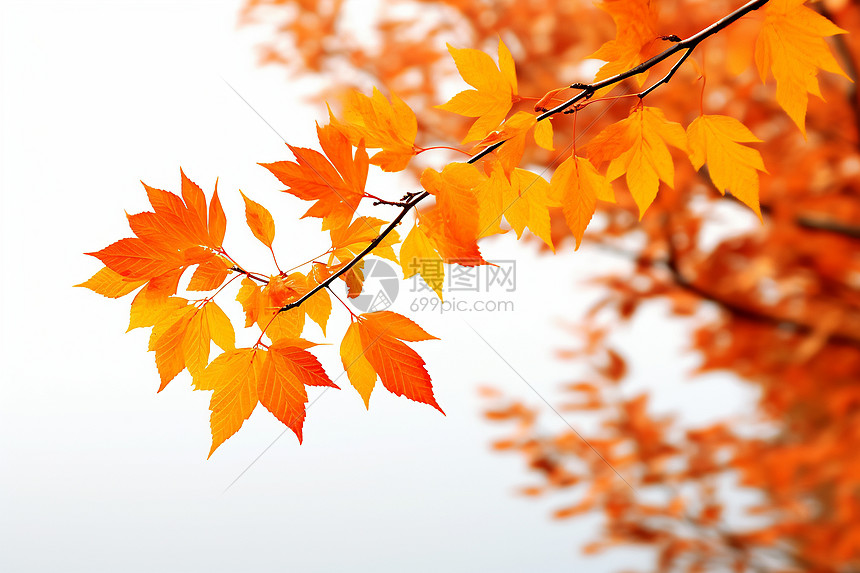 橙色叶子图片