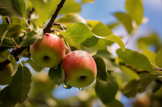 果树上结满苹果图片