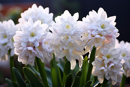 春天白色鲜花绽放图片