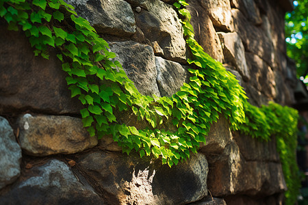 石墙上爬满绿色藤蔓图片