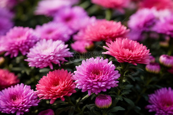 花海中的鲜花图片