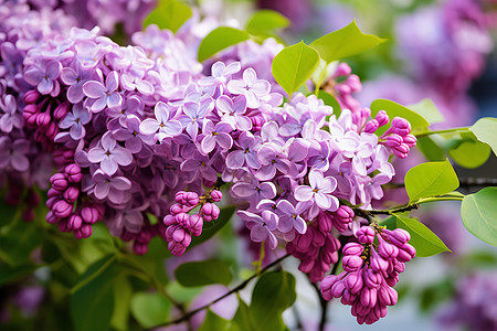 花园中的紫色花朵图片