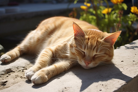 疲惫的猫咪躺在花朵旁图片