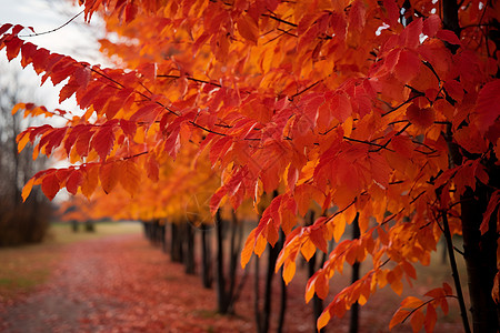 秋日红色树林图片