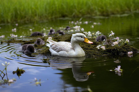 宁静湖畔母鸭图片