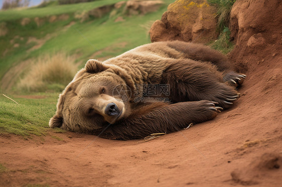 懒熊午睡图片