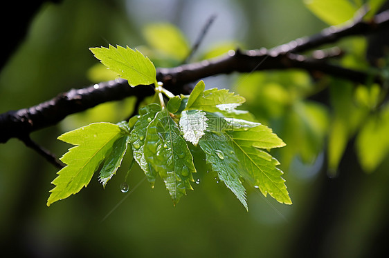 雨中的一片叶子图片