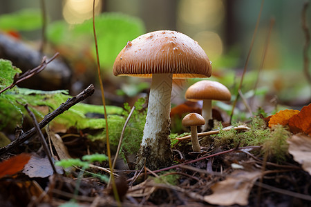 野生蘑菇群图片