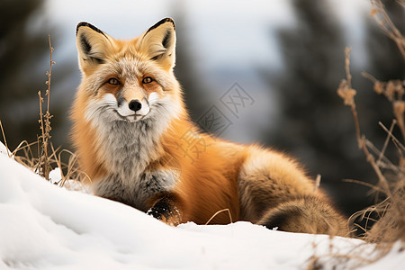 可爱的狐狸在雪地中图片