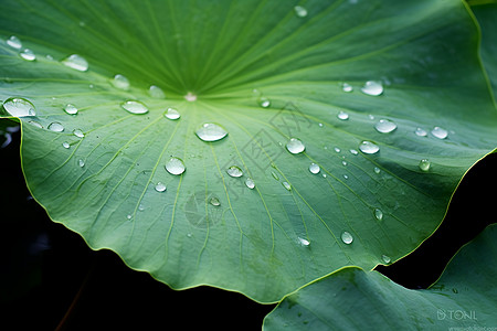 带水滴荷叶荷叶上的雨水背景