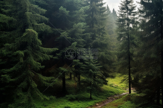 森林中的一条小路图片