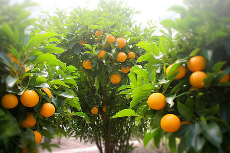 橘子树上的水果图片