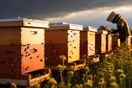 农业养蜂场图片