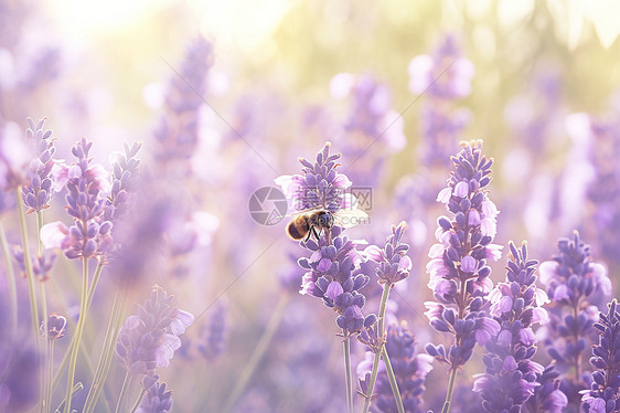 蜜蜂停在薰衣草花朵上图片