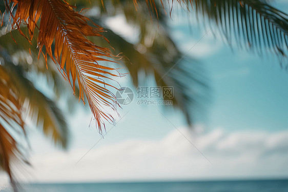 热带椰树叶的特写镜头图片