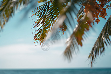 夏季海边摇曳的椰树叶图片