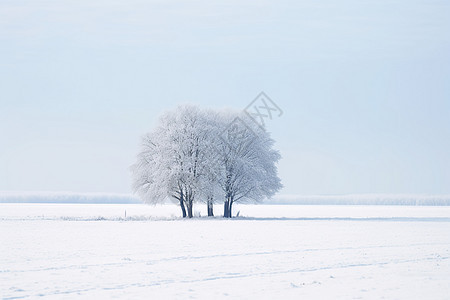 雪地中孤独的大树图片