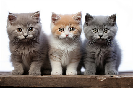 木板上的宠物猫咪幼崽图片