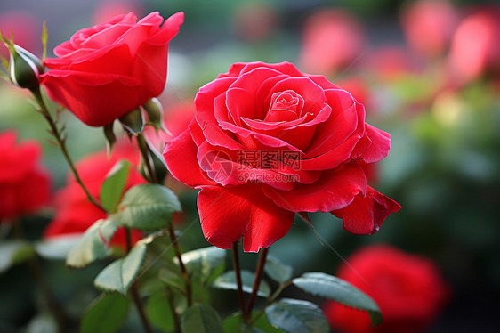 夏日花园中绚丽的红色玫瑰图片