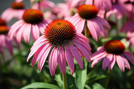 夏季花园中绽放的短梗菊花朵图片