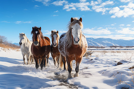风雪中的牧场养殖马匹图片