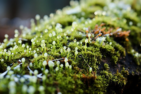 苔藓上绽放着白色小花图片