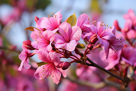 粉红色花朵的近景图片