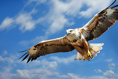 猎鹰俯冲蓝天翱翔背景图片