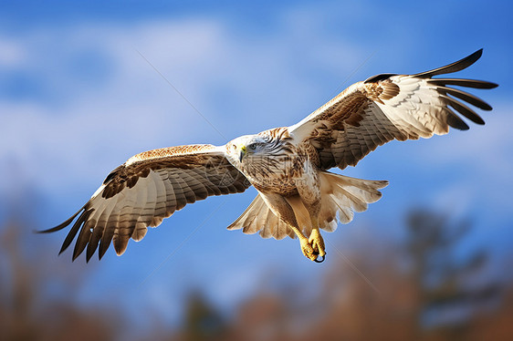 飞翔在天空的老鹰图片