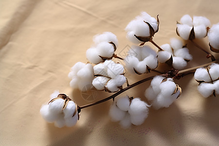 棉花植物图片