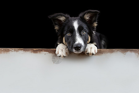 可爱的牧羊犬图片