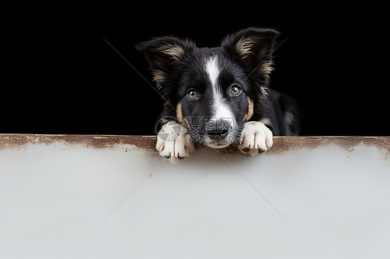 可爱的牧羊犬图片