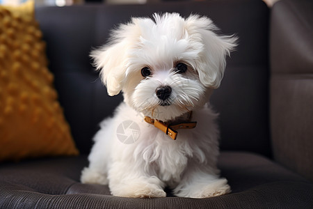 白色小狗趴在沙发上图片
