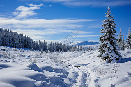 冬日森林中的风景图片