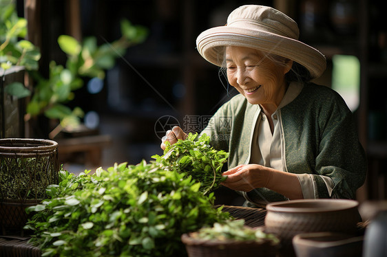 挑选新鲜的茶叶图片