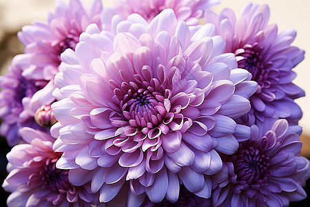 美丽的紫色鲜花背景图片